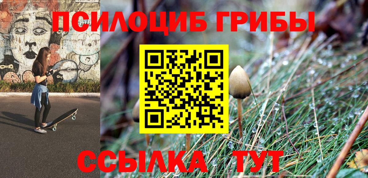 Псилоцибиновые грибы Psilocybe Елец